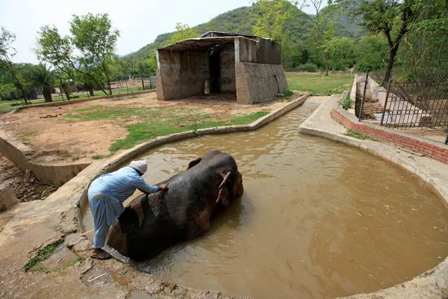 A zoo worker bathes Kavaan, a 29-year-old elephant, in its inclosure at a zoo in Islamabad, Pakistan June 21, 2016. (Photo by Faisal Mahmood/Reuters)