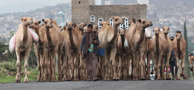 A herder leads a caravan of Arabian camels on the outskirts of Sana'a, Yemen, 27 August 2024. Herders try out milk-producing camels that are more resilient to climate change while struggling to find pastures in mountains or plains across Yemen due the negative impacts of climate change. They breed Arabian camels to provide income for their families from the proceeds of dairy products and meat sales as the United Nations estimates that 18.2 million people, over half of Yemen's population, in need of humanitarian aid. (Phopto by Yahya Arhab/EPA)