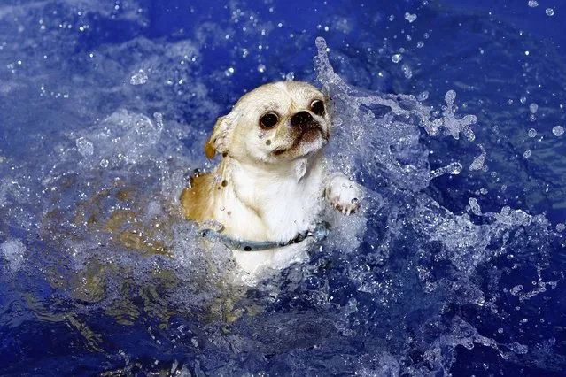 A dog swims at the Pet Club at a park on September 10, 2006 in Beijing, China. (Photo by China Photos/Getty Images)