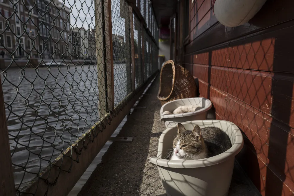Stray Cats Find a Home on an Amsterdam Houseboat