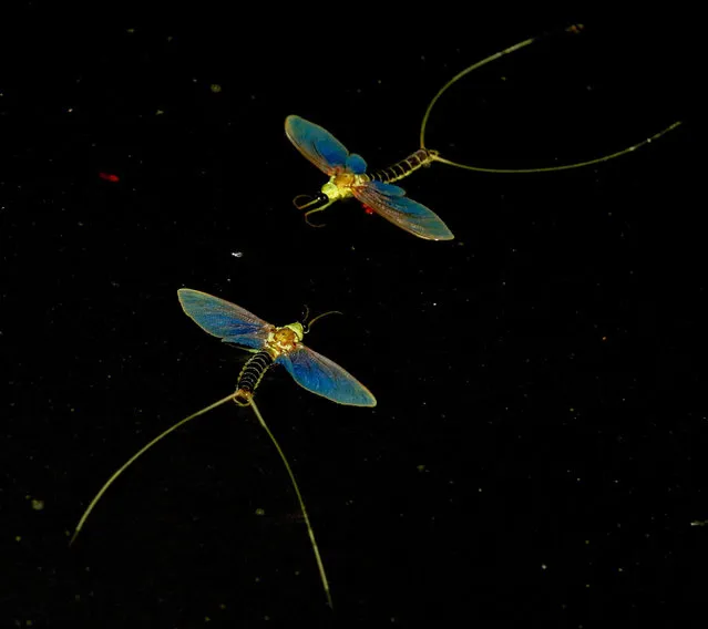 Freshly hatched mayflies or ephemeras (Palingenia longicauda) float on the surface of River Tisza near Nagykoru, 127 kms east of Budapest, Hungary, 18 June 2017 (issued 19 June 2017). Mayflies are water insects; the females drop their eggs into the water, the nymphs or naiads spend three years on the bottom of the river before they emerge to the surface. Every year from late spring to early summer a natural spectacle called “Tisza blooming” happens on the surface of River Tisza as the adult insects moult their larva skins. The adult insects take flight, swarming in huge clouds, make their wedding dance and after mating females lay eggs on the river's surface then both sexes perish in just a few hours. (Photo by Janos Bugany/EPA)