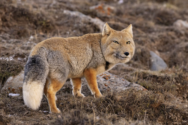 The photographer Dafna Ben Nun in the first decade of November 2024 finally triumphs with this shot of a Tibetan fox in its natural habitat after a four-week stint trying to take the picture. (Photo by Dafna Ben Nun/Caters News Agency)