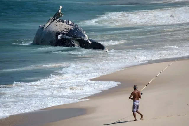 A fisherman gets ready to cast his line near the body of a dead humpback whale washed ashore on Macumba beach in Rio de Janeiro, Brazil, on August 11, 2014. (Photo by Yasuyoshi Chiba/AFP Photo)
