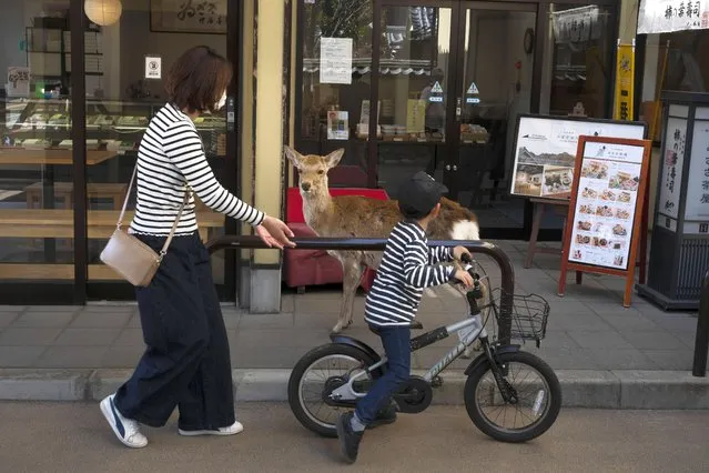 A young boy rides his bike past a deer wandering around the shopping area in Nara, Japan, Thursday, March 19, 2020. (Photo by Jae C. Hong/AP Photo)