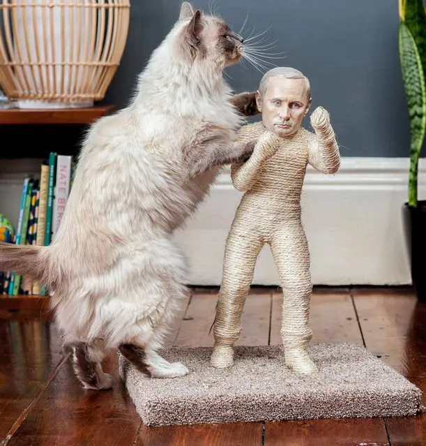 The claws are out for North Korean dictator Kim Jong-un and Russia's Vladimir Putin – as cats now able to use a model of him as a scratching post. And moggies can also maul at Russian president Vladimir Putin, whose face also features on the new cat toys which are 1.5ft tall and cost £4,500. They are made from hessian rope, and 3D-printed faces are then attached to the posts, before they are handpainted. The toys took a team of artists 200 hours to finish. (Photos by The Pussycat Riot)