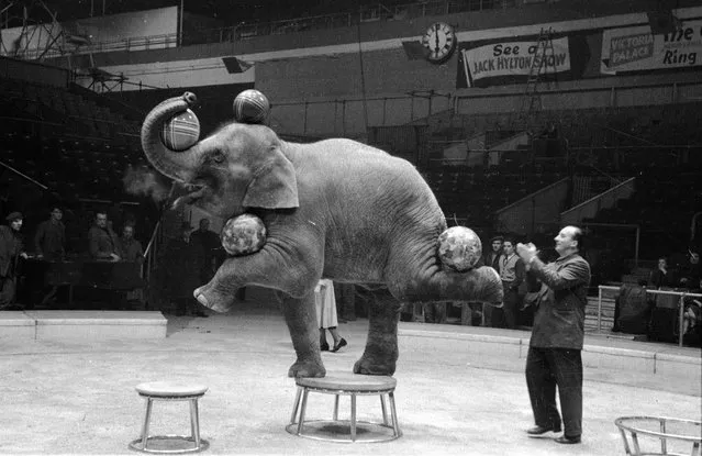 A performing Indian elephant balances four balls on its trunk, head and feet during a rehearsal for a show by Jack Hylton's circus at Earl's Court in London. 16th January 1954. (Photo by Maurice Ambler)