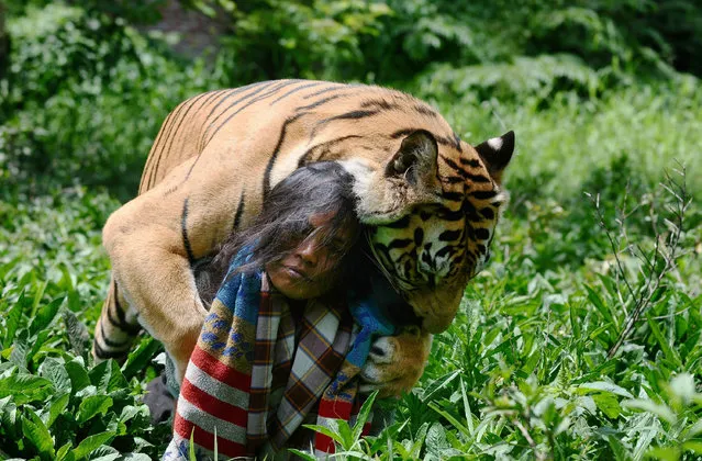 Tiger And Man Best Friends