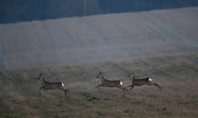 Roe deers run in a field near the village of Akhanyany, Belarus, April 7, 2020. (Photo by Vasily Fedosenko/Reuters)