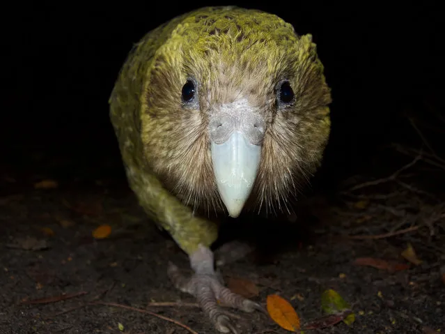 This handout photo taken on January 27, 2019 and released on April 18, 2019 by the New Zealand Department of Conservation shows a kakapo on Codfish Island, also known as Whenua Hou, off the south coast of New Zealand's South Island. The critically endangered kakapo has enjoyed a record breaking breeding season, New Zealand scientists said on April 18, with climate change possibly aiding the unique mating spree of the world's fattest parrot species. (Photo by Andrew Digby/New Zealand Department of Conservation/AFP Photo)