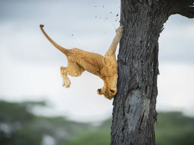 “Not so cat-like reflexes”. A three-month-old lion cub tries to descend a tree in Serengeti, Tanzania. (Photo by Jennifer Hadley/Comedy Wildlife Photography Awards)