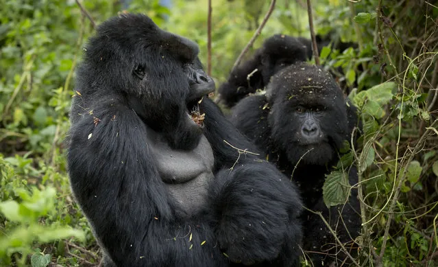 In this photo taken Friday, September 4, 2015, a male silverback mountain gorilla, left, opens his mouth as a mother and baby sit next to him, right, from the family of mountain gorillas named Amahoro, which means “peace” in the Rwandan language, in the dense forest on the slopes of Mount Bisoke volcano in Volcanoes National Park, northern Rwanda. (Photo by Ben Curtis/AP Photo)