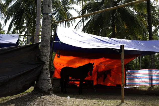 A horse stands inside a makeshift tent on a filed near the Panda racetrack before a traditional horse race marking Indonesia's 70th independence anniversary, in Bima, West Nusa Tenggara province, Indonesia, 07 August 2015. (Photo by Mast Irham/EPA)