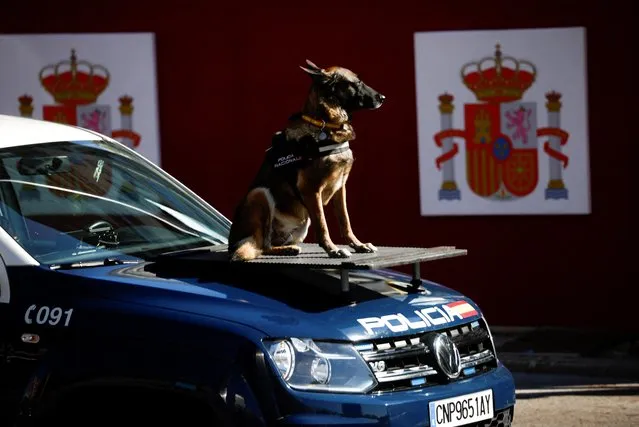 A Spanish police dog sits on the hood of a police car during a parade marking the country's National Day, in Madrid, Spain on October 12, 2022. (Photo by Juan Medina/Reuters)