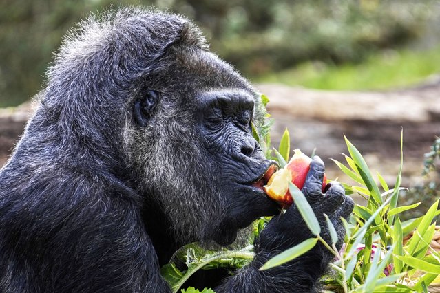 Female gorilla Fatou, the oldest of Berlin's zoo and also believed to be the world's oldest gorilla, enjoys her birthday basket with a “gorilla food surprise”, as the zoo celebrates her 68th birthday in Berlin, Germany, Friday, April 11, 2025. (Photo by Ebrahim Noroozi/AP Photo)