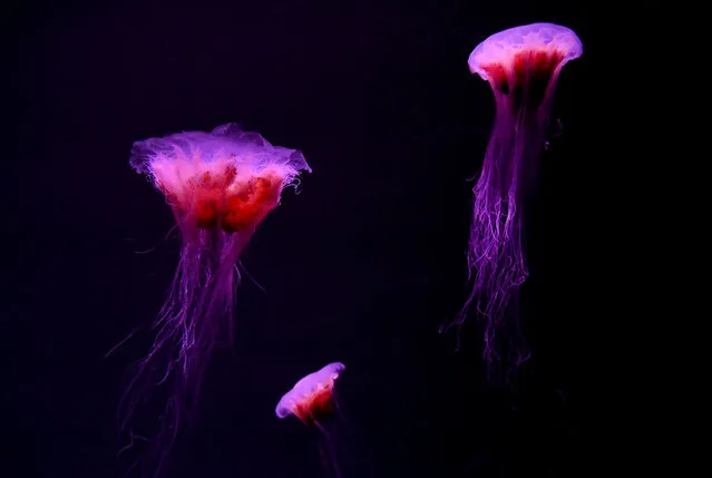 Lion's mane jellyfish swim in their display tank at Sea Life Melbourne Aqaurium in Melbourne on May 26, 2020. (Photo by William West/AFP Photo)