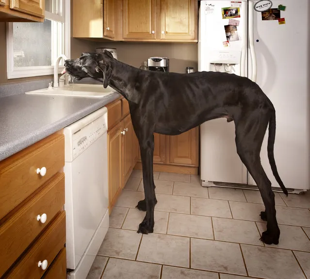 Undated handout photo issued by Guinness World Records of Zeus, the tallest dog, a Great Dane measuring 44in from foot to withers. Issue date: Wednesday September 12, 2012. (Photo by Guinness World Records)