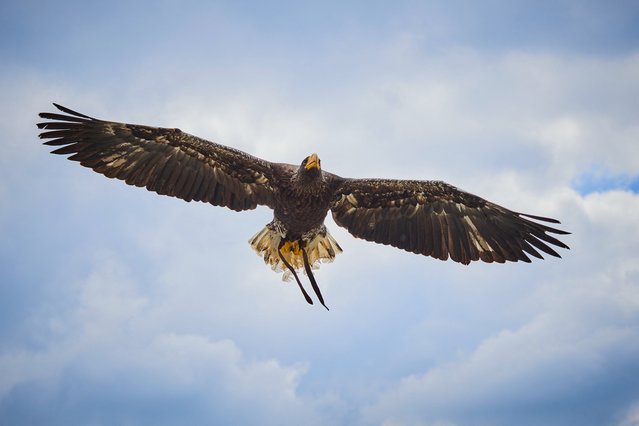 A Steller Pygargue is pictured during a bird show at the Beauval Zoopark in Saint-Aignan, Central France, on May 7, 2025. (Photo by Guillaume Souvant/AFP Photo)