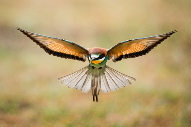 A bee-eater hunts flying in Bursa, Turkiye on May 19, 2025. “Bee-eaters” (Merops apiaster) are distinguished by their sharp beaks along with their colorful feathers. These birds are living near wetlands to find food more easily; their primary food source is insects, especially bees. (Photo by Alper Tuydes/Anadolu via Getty Images)