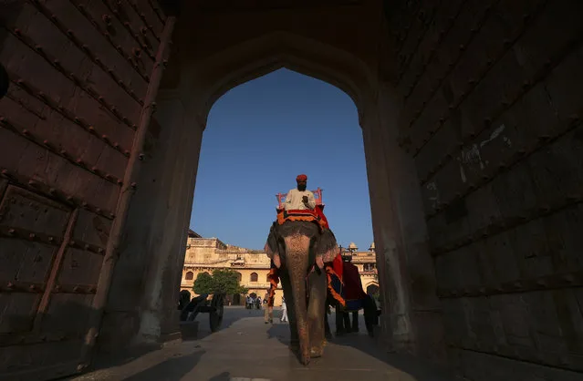 A man rides his elephant carrying tourists to visit the Amber fort in Jaipur, capital of India's desert state of Rajasthan, November 3, 2014. (Photo by Reuters/Stringer)