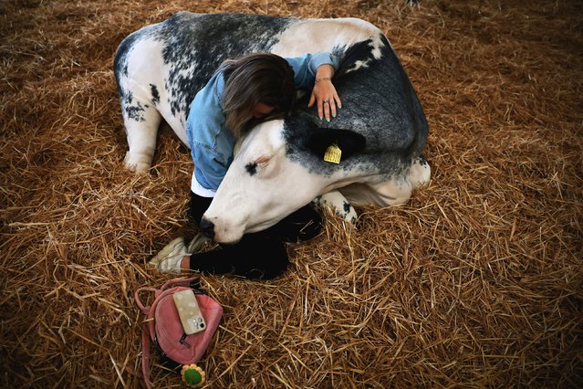 Grace Vandersypen embraces a cow during a “cow cuddling” experience at the Dumble Farm in Arram, England, on Tuesday, June 17, 2025. (Phoot by Phil Noble/Reuters)