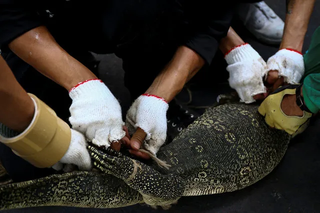 Park workers tie the legs of a monitor lizard at Lumpini park in Bangkok, Thailand, September 20, 2016. (Photo by Athit Perawongmetha/Reuters)