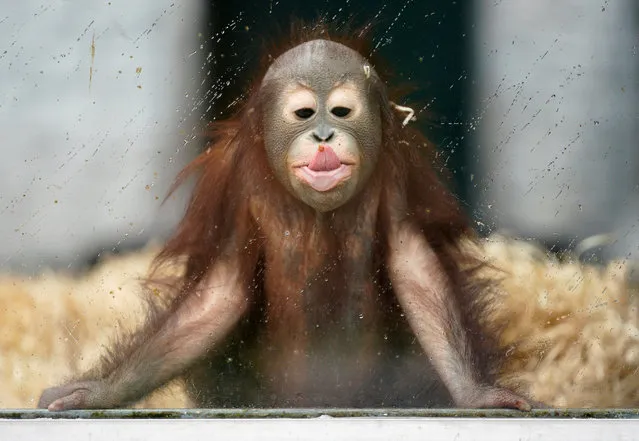 Ole, a young orangutan, plays in his enclosure at the Zoo on a rainy day in Kaliningrad, Russia on September 17, 2020. (Photo by Vitaly Nevar/Reuters)