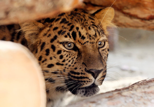 Amur leopard or Far Eastern leopard named Dora, a 2-year-old female species born in the zoo of Tallinn and transported to Krasnoyarsk in August, growls at its new enclosure after a quarantine, at the Royev Ruchey zoo on the suburbs of the Siberian city of Krasnoyarsk, Russia, September 19, 2016. (Photo by Ilya Naymushin/Reuters)