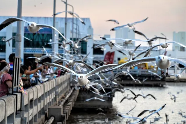 Gulls flock in for snacks at Bang Pu recreational centre near Bangkok, Thailand on January 23, 2023. (Photo by Matt Hunt/Neato/Rex Features/Shutterstock)