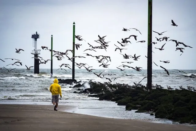 A fisherman walks on the beach scaring a flock of seabirds in Deauville, France, 04 September 2016. (Photo by Etienne Laurent/EPA)