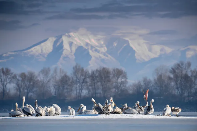 Dalmatian pelicans, Lake Kerkini, Greece. (Photo by Johan Siggesson/BPOTY/Cover Images/The Guardian)