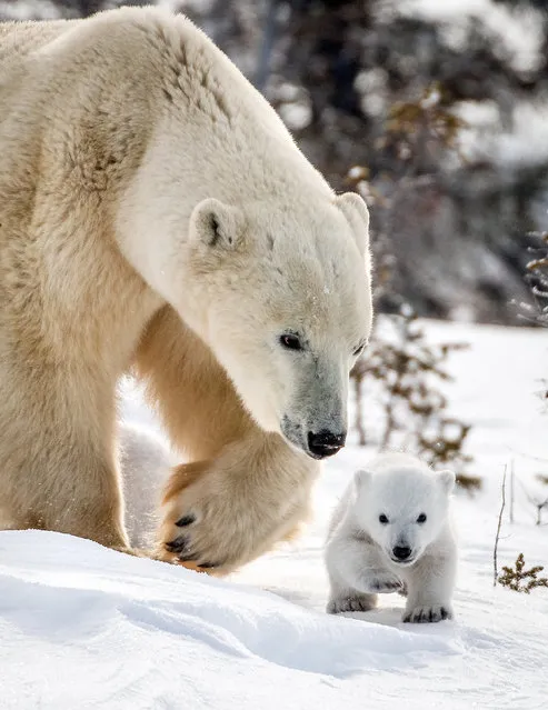 A Polar bear with its cub. (Photo by David Jenkins/Caters News)