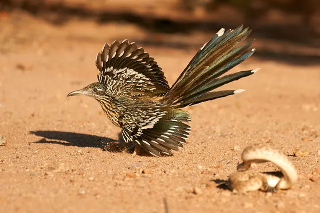 Dynamic ecosystems category winner: The Roadrunner’s Rattler Dance by Peter Hudson (Penn State University). A roadrunner dances around a western diamondback rattlesnake, keeping its wings out and feathers exposed with its body hidden, to minimise the chances of death if the snake were to strike. (Photo by Peter Hudson/2020 British Ecological Society Photography Competition)