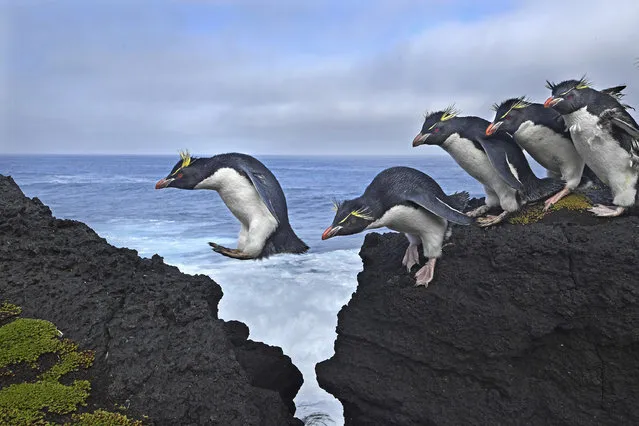 Jump: Rockhopper penguins live up to their name as they navigate the rugged coastline of Marion Island, a South African Antarctic Territory in the Indian Ocean, April 18, 2017. Among the most numerous of penguins, rockhoppers are nevertheless considered vulnerable, and their population is declining, probably as the result of a decreasing food supply. The birds spend five to six months at sea, coming to shore only to molt and breed. They are often found bounding, rather than waddling as other penguins do, and are capable of diving to depths of up to 100 meters in pursuit of fish, crustaceans, squid and krill. (Photo by Thomas P. Peschak/World Press Photo)