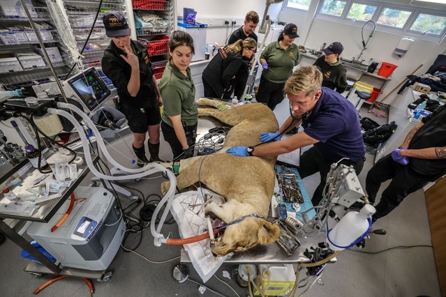Vet Elliott Simpson-Brown monitors the heart and breathing of Lira the lion during dental surgery at the Big Cat Sanctuary in Kent, UK on October 12, 2025. Lira is one of four lions rescued from Ukraine after being abandoned during the war. (Photo by Richard Pohle/Times Media Ltd)