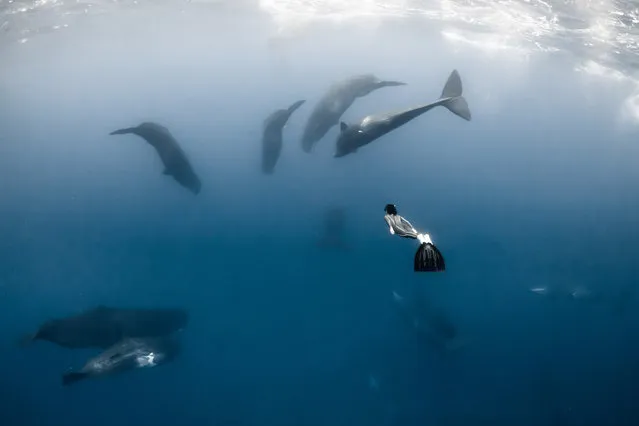 A diver with a sperm whales. (Photo by Alexandre Roubaud/Alexandre Voyer/Caters News)