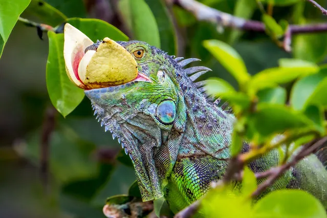 An iguana eats fruit in the Wakodahatchee Wetlands in Delray Beach, Florida on March 26, 2023. The wetlands attract nature lovers and wildlife photographers and are home to more than 140 bird species and a variety of other wildlife. (Photo by Ronen Tivony/SOPA Images/Rex Features/Shutterstock)