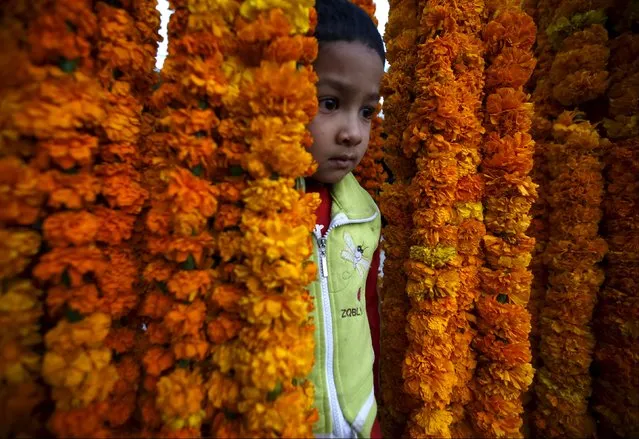 A boy stands in between the garlands kept on sale along the streets of Kathmandu during the Tihar festival, also called Diwali, in Kathmandu, Nepal, November 10, 2015. (Photo by Navesh Chitrakar/Reuters)
