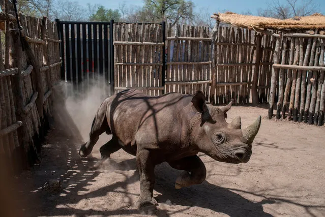 A black rhino runs around in a holding pen in Zakouma National Park on May 4, 2018. The black rhino has been considered officially extinct in the country of Chad since the 1990’s but due to an institutional cross- country collaboration between the Chadian and South African governments the black rhinoceros has returned to the country. Through a collaboration between conservation organization African Parks and South African National Parks, six rhinos where flown cross continent to be reintroduced to Zakouma National Park in Chad. (Photo by Stefan Heunis/AFP Photo)