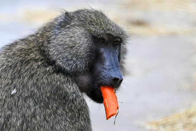 An Anubis Baboon eats in its enclosure at the French CNRS' (National Centre for Scientific Research) primatology centre where various monkey species are raised for the entire French scientific community in Rousset, south-eastern France, on November 6, 2025. (Photo by Christophe Simon/AFP Photo)