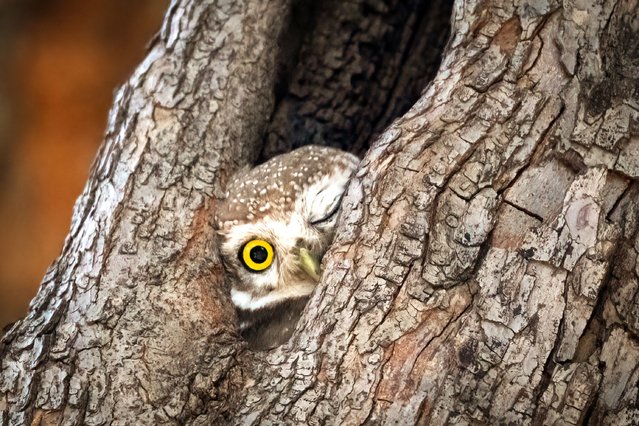 An owl curiously peeks out from a tree hollow. The pictures of the spotted owlet were taken by Anuj Jain in Chandigarh, India in the second decade of November 2025. (Photo by Anuj Jain/Solent News & Photo Agency)