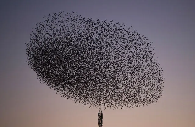A picture taken on January 17, 2017 shows a murmuration of starlings in the sky of Pontevedra, northwestern Spain. (Photo by Miguel Riopa/AFP Photo)