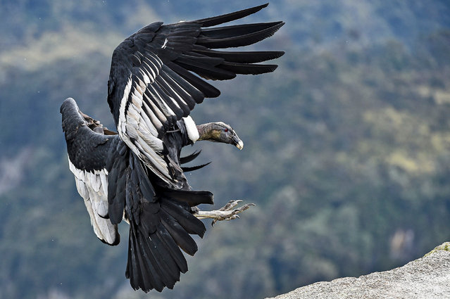 An Andean condor (Vultur gryphus) flies at the Purace National Natural Park in Purace, Colombia, on February 13, 2021. The condor is a sacred bird for indigenous communities in Colombia. Ancestrally is considered the “Messenger of the sun” and the indigenous wise men assure that the condor sends them messages about different events of the indigenous communities. The Andean condor is one of the largest birds in the world and is in danger of extinction. (Photo by Luis Robayo/AFP Photo)