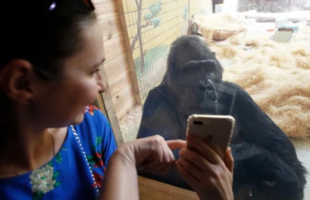 A journalist shows selfie on her mobile to Tony the gorilla, as he celebrates his 45th birthday in Kiev zoo.The gorilla Tony was born at the Zoo in Nuremberg (Germany) on 1974. Subsequently he was in the zoos of Hanover and Saarbrucken, and since September 29, 1999, Tony moved to Kiev Zoo. Tony is only one the gorilla in Ukraine. (Photo by Alamy Stock Photo)