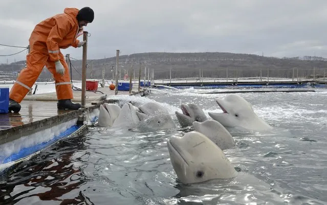 A trainer does exercises with white whales at the temporary enclosure of an oceanarium at Russky Island in the far eastern city of Vladivostok, February 17, 2015. Prosecutors in Primorsky Krai last week launched an investigation into the death of at least six sea animals and fish at the local oceanarium where construction was stalled as a result of a corruption scandal, local media reported. (Photo by Yuri Maltsev/Reuters)