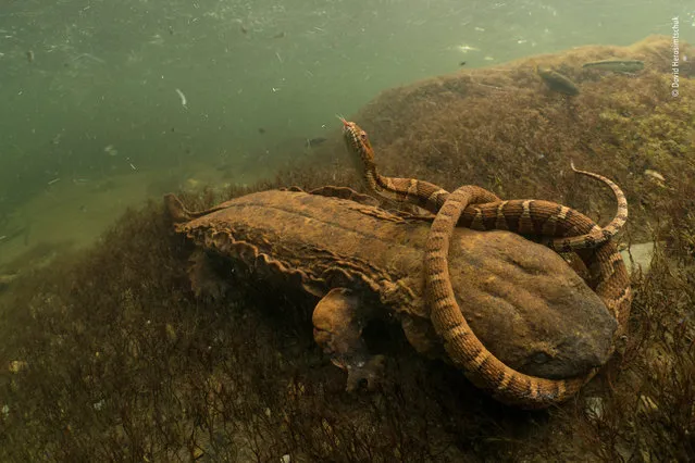 Hellbent by David Herasimtschuk, US — winner, Behaviour: amphibians and reptiles. It was not looking good for the northern water snake, clamped tightly in the jaws of a hungry hellbender, but it was a remarkable find for David. Drifting downstream in Tennessee’s Tellico River, in search of freshwater life (as he had done for countless hours over the past seven years), he was thrilled to spot the mighty amphibian with its struggling prey. The hellbender has declined significantly because of habitat loss and degradation and its presence indicates a healthy freshwater ecosystem. (Photo by David Herasimtschuk/2018 Wildlife Photographer of the Year)