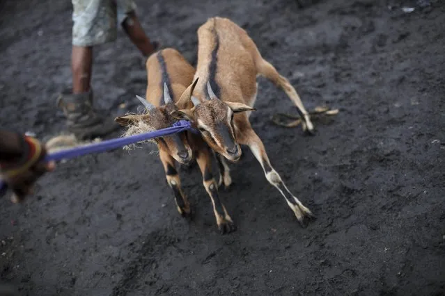 A man pulls two goats at La Saline slaughterhouse in Port-au-Prince, Haiti, March 19, 2015. (Photo by Andres Martinez Casares/Reuters)