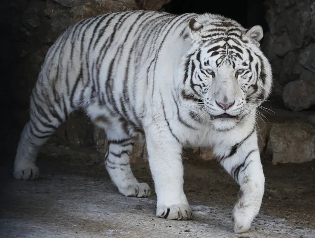 Khan, a five-year-old male White Bengal tiger, walks inside an open air enclosure in the Royev Ruchey zoo on the suburbs of the Siberian city of Krasnoyarsk, Russia, February 11, 2016. (Photo by Ilya Naymushin/Reuters)