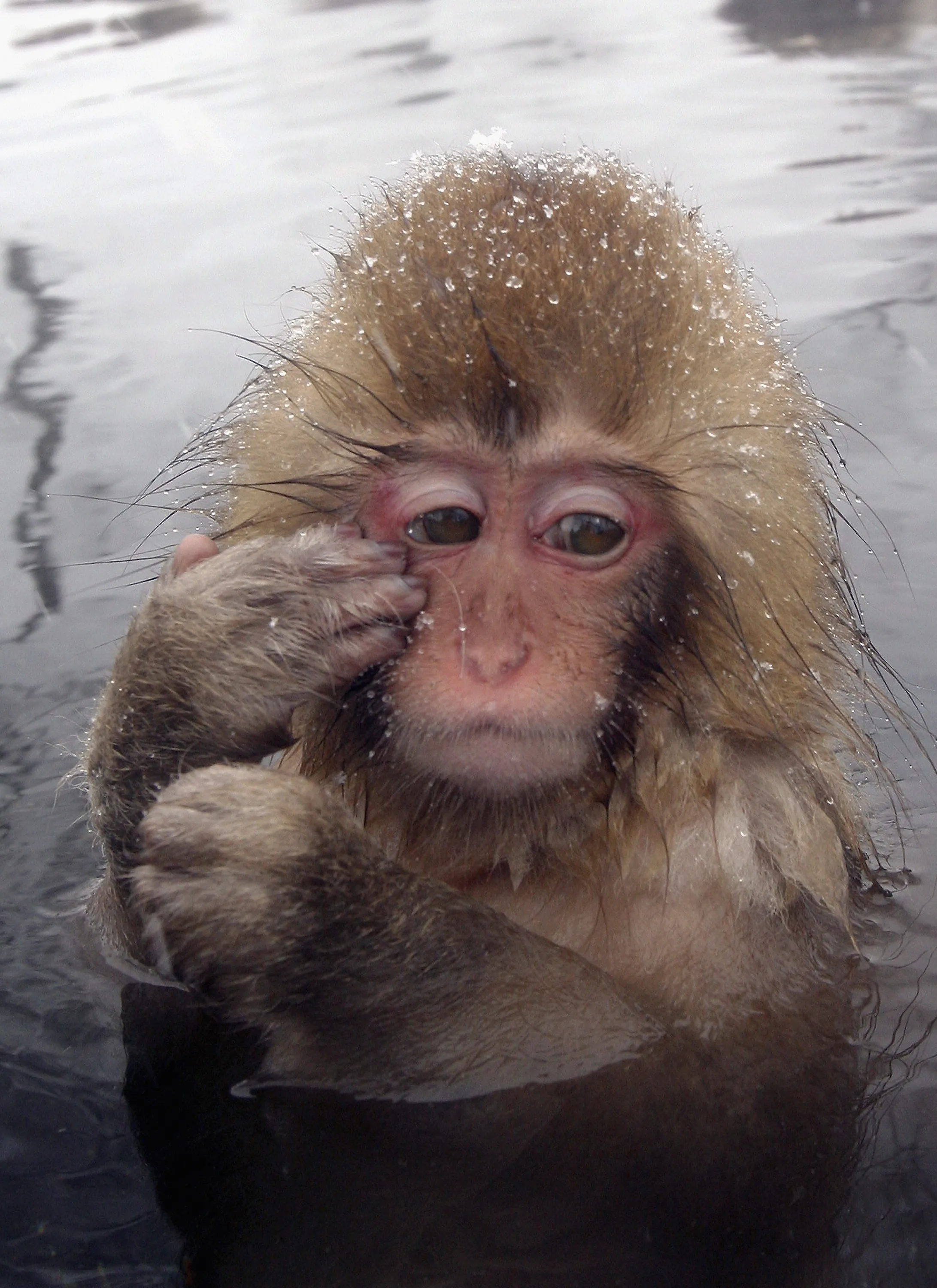 Купание обезьян мнение. Водяная обезьяна. Обезьяна купается. Японские макаки.