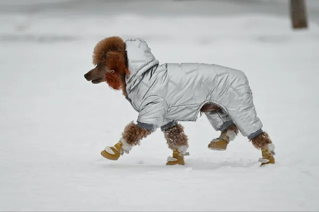 A dog wearing clothes walks on a snowy day in Beijing on December 14, 2023. (Photo by Wang Zhao/AFP Photo)