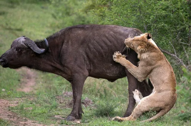 Buffalo VS Lions